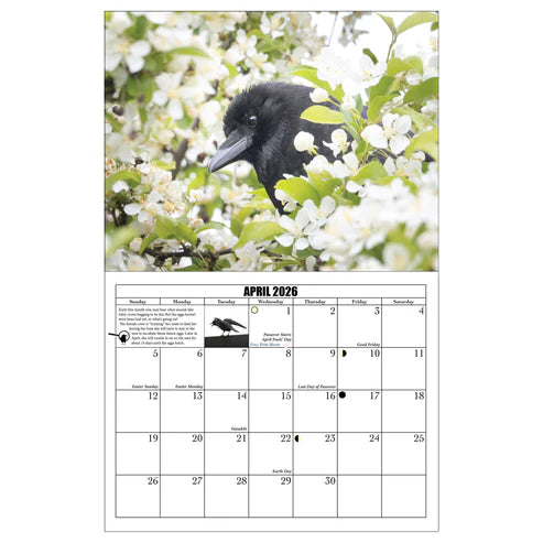 City Crow Calendar 2026