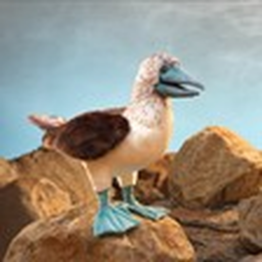 Blue-Footed Booby