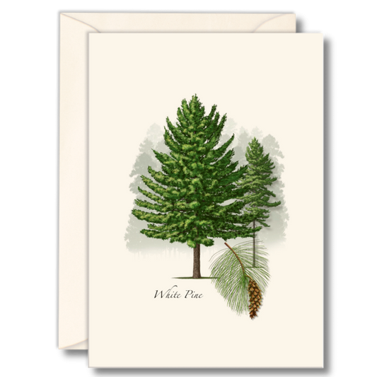 Boxed Card Set -White Pine