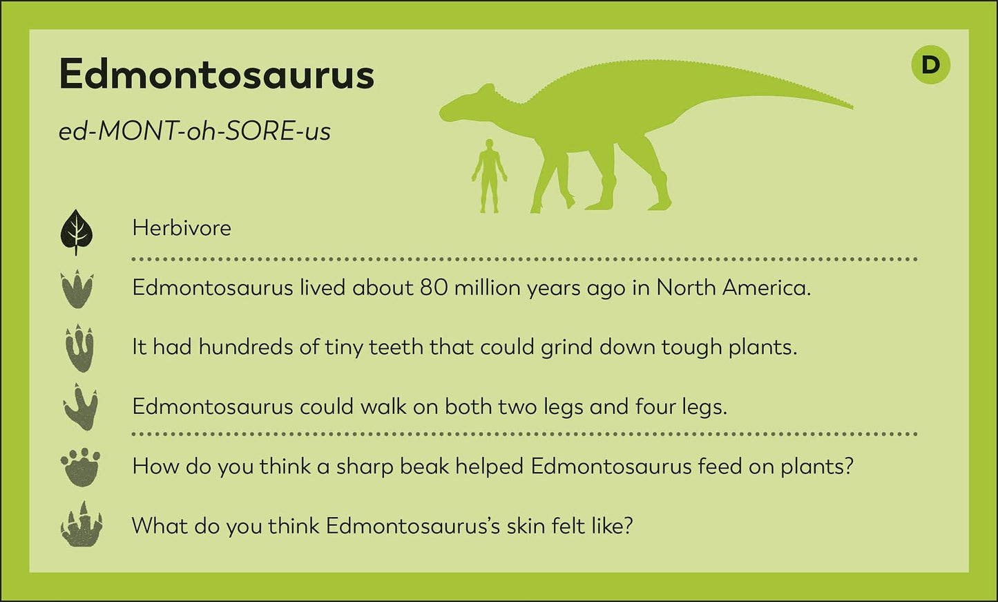 My First Dinosaur Flash Cards