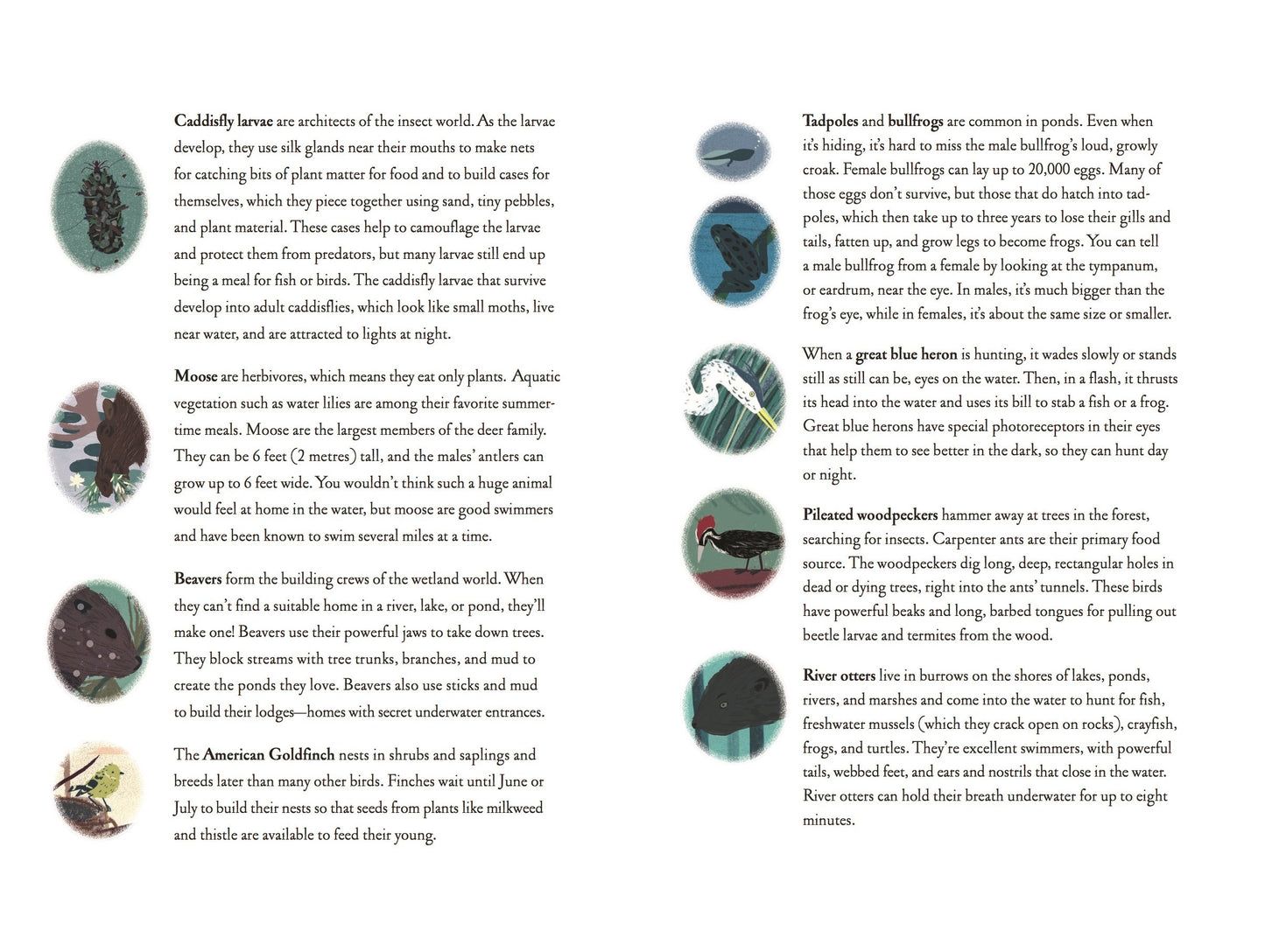 Over and Under the Pond (Environment and Ecology Books for Kids, Nature Books, Children's Oceanography Books, Animal Books for Kids)