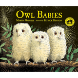 Owl Babies