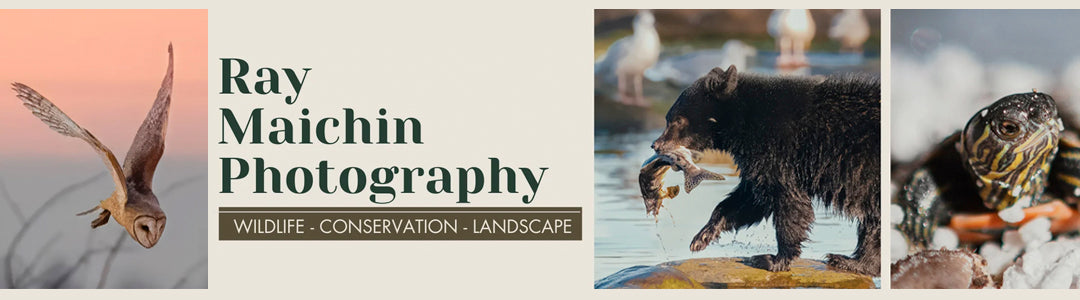 Ray Maichin Photography