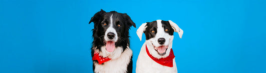 Books, Dogs & Blankets — Dec 6, 11 am –1 pm