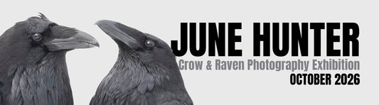 June Hunter Crow & Raven Photography