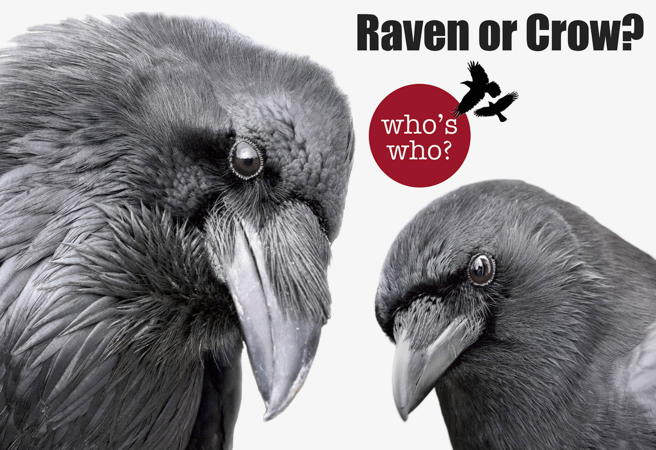 October 3, 7:00 PM: Talk on Crows and Ravens by June Hunter
