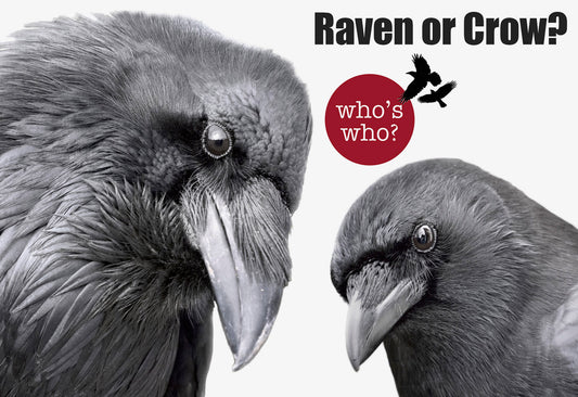 October 3, 7:00 PM: Talk on Crows and Ravens by June Hunter