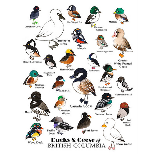 Ducks of BC Poster