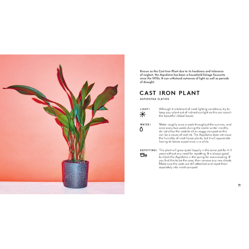 Little Book of House Plants and Other Greenery