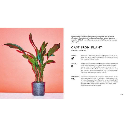 Little Book of House Plants and Other Greenery