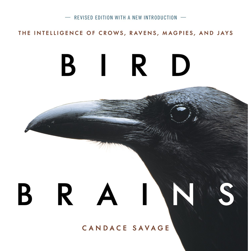 Bird Brains: The Intelligence of Crows, Ravens, Magpies, and Jays