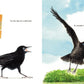 Crowbar The Smartest Bird in the World