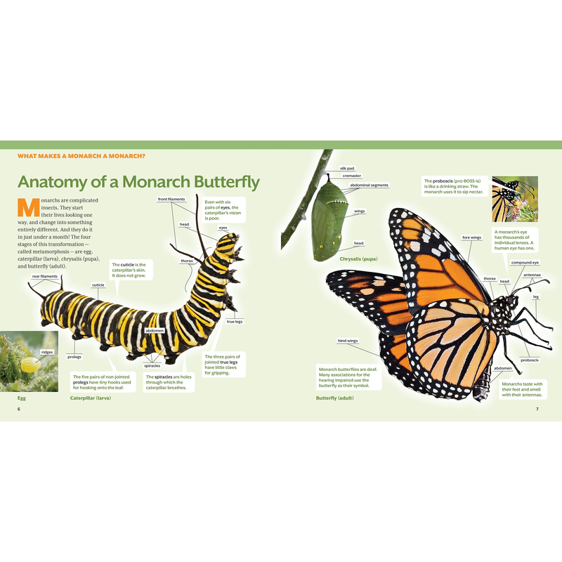 How to Raise Monarch Butterflies: A Step-by-Step Guide for Kids