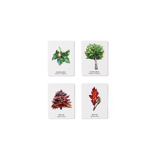 Match a Leaf: A Tree Memory Game